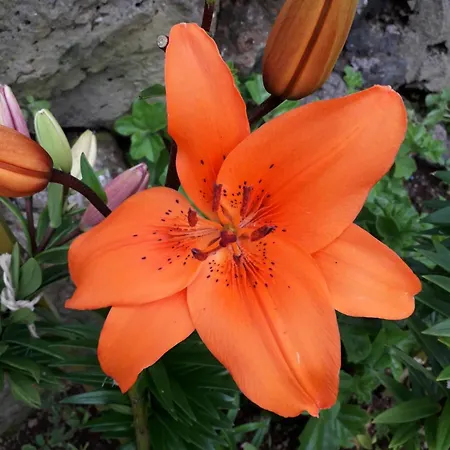 Casa Cales Casa vacanze