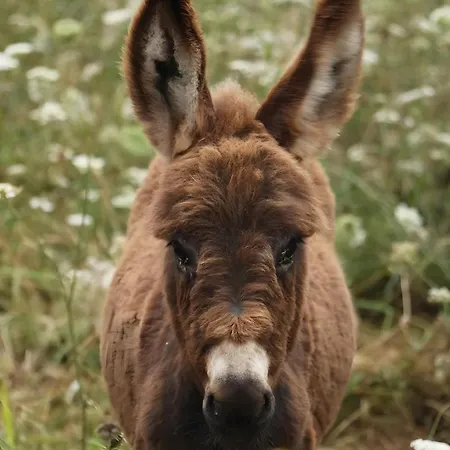 Casa Cales * Angra do Heroísmo