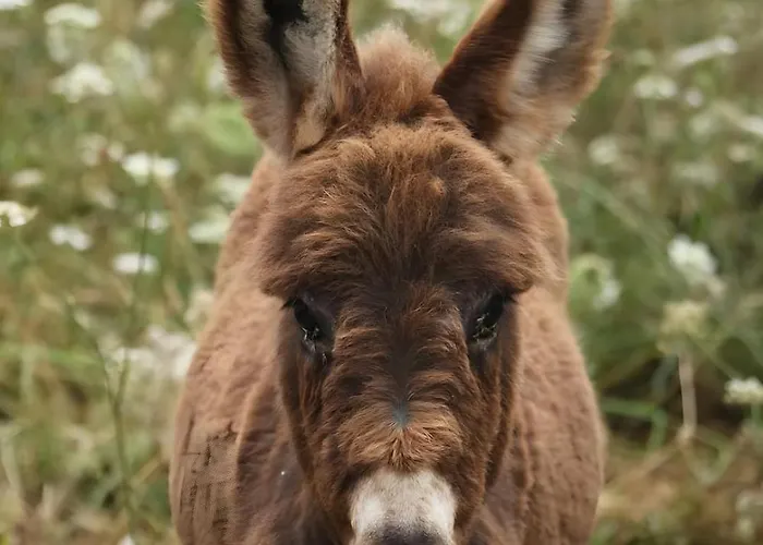 Casa Cales * Angra do Heroísmo