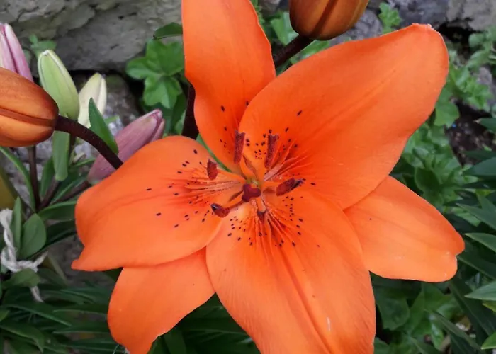 Casa Cales Semesterbostad