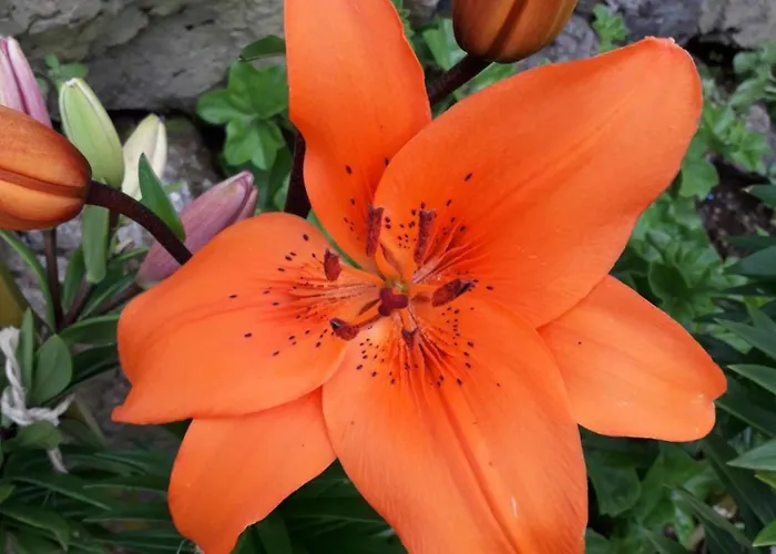 Vakantiehuis Casa Cales